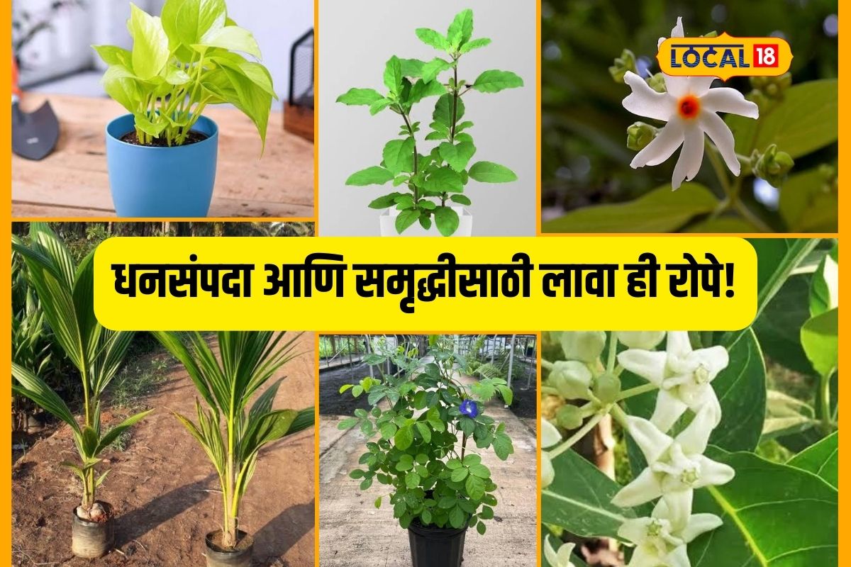 Jalna News : लक्ष्मीला आवडतात ही 7 रोपे, घरात लावा होईल आर्थिक फायदा Video