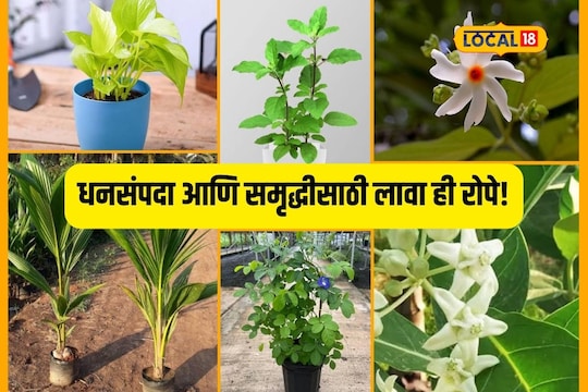Jalna News : लक्ष्मीला आवडतात ही 7 रोपे, घरात लावा होईल आर्थिक फायदा Video