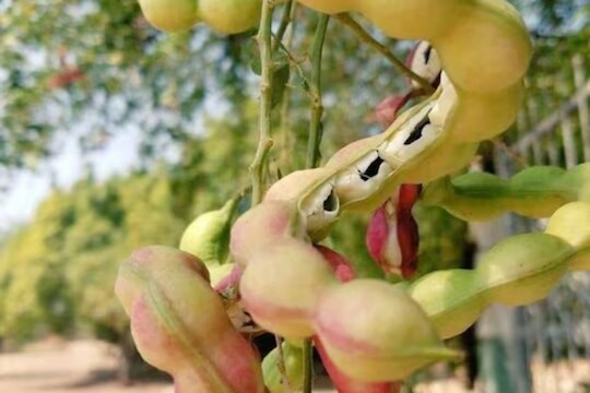 हे फळ खायला खूप चविष्ट आहे. तसंच ते आरोग्यासाठीही खूप फायदेशीर आहे. 
