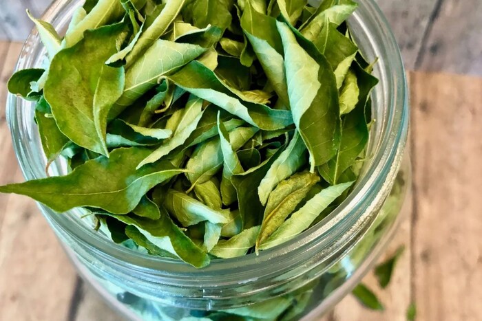   अधिककाळ फ्रेश ठेवण्यासाठी त्याला एअर टाइट डब्यात खाली टिश्यू पेपर टाकून त्यावर कढीपत्ता ठेवा. नंतर हा डब्बा फ्रिजमध्ये ठेवा. जर तुमच्याकडे एअर टाइट डबा नसेल तर झीप लॉक प्लास्टिक बॅगमध्येही ठेवू शकता.