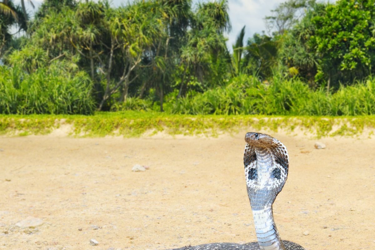 प्रतिकात्मक फोटो