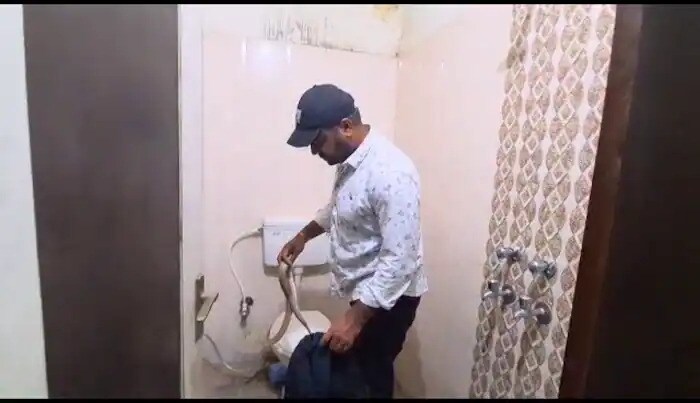 छत्तीसगडच्या कोरबा जिल्ह्यातील उरगा ठाणे परिसरात धक्कादायक घटना समोर आली आहे. तुम्ही या पावसाळ्याच्या दिवसांमध्ये जर बाथरुममध्ये जात असाल तर सावधान, कारण जरासा हलगर्जीपणा तुमचा जीव घेऊ शकतो. कोरबा जिल्ह्यातील उरगा परिसरातील एक व्यक्ती सत्यम कुर्रे ऑफिसच्या बाथरुममध्ये फ्रेश व्हायला जात होता. मात्र, याचवेळी त्याला कमोड वर एक चार फुटाचा कोबरा साप दिसला. 