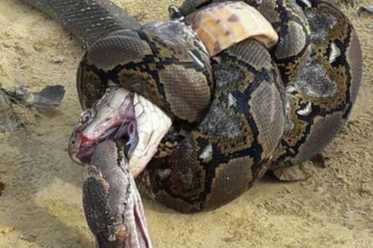 सोर्स : Social Media