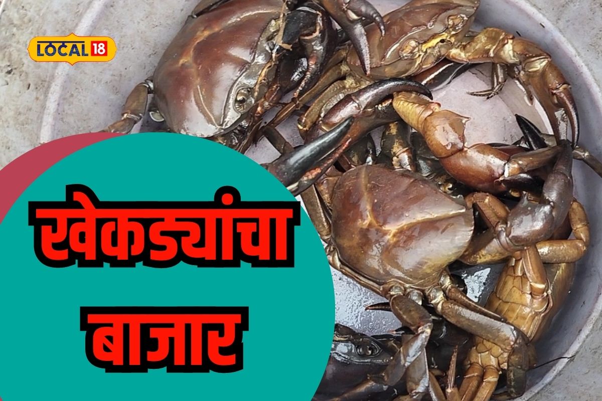 काळ्या पाठीचे खेकडे कधी खाल्ले का? कोल्हापुरात भरलाय बाजार, किंमत ?