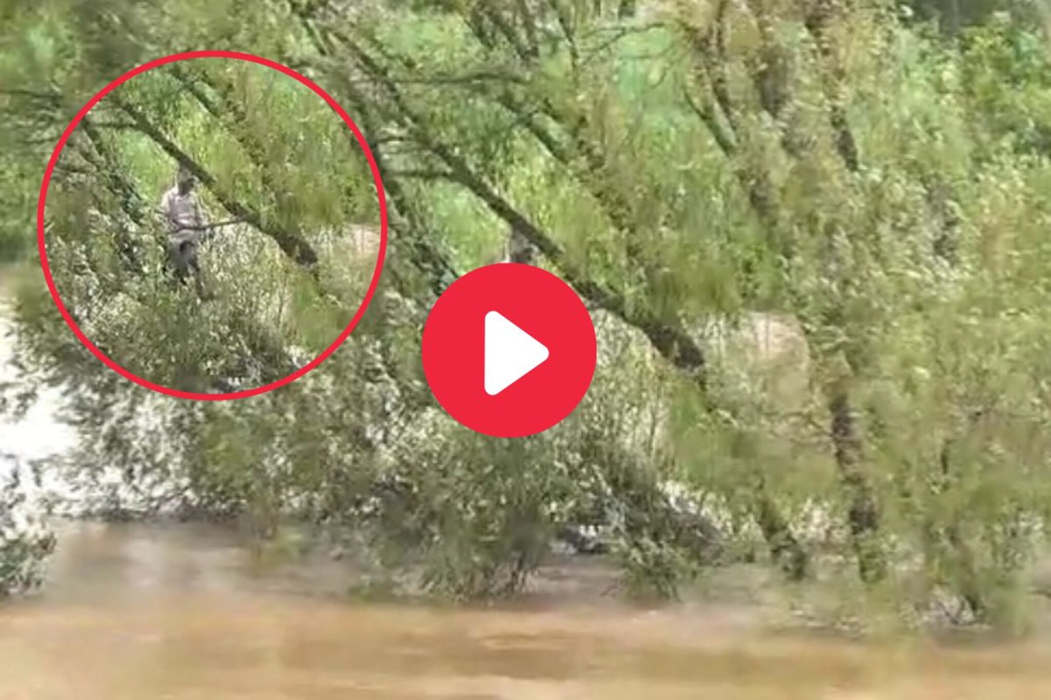 पूराच्या पाण्यात झाडावर अडकली व्यक्ती, 8 तासांनंतर केलं रेस्क्यू