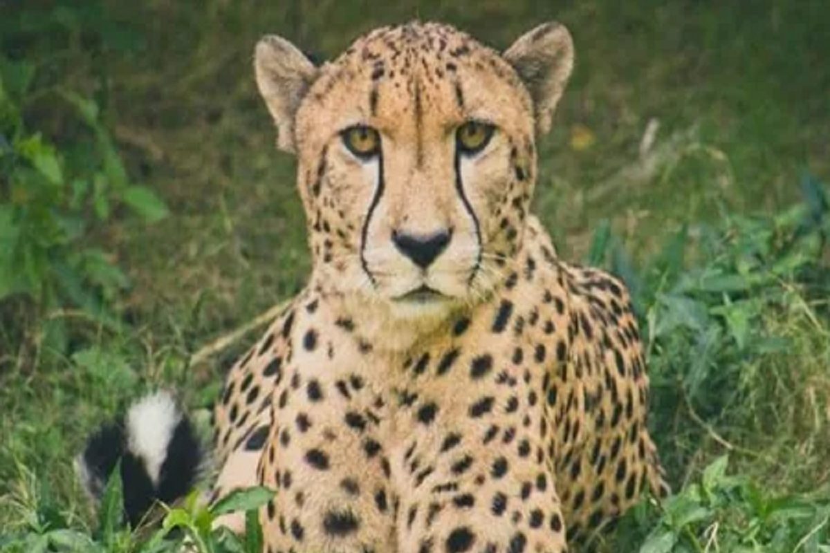 Cheetah Project : कुनो नॅशनल पार्कमधील आठव्या चित्त्याचा मृत्यू; चार दिवसात दुसरी घटना