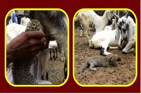 पर्वतावर कशी गेली बिबट्याची नवजात पिल्लं? मेंढपाळांमुळे वाचला जीव