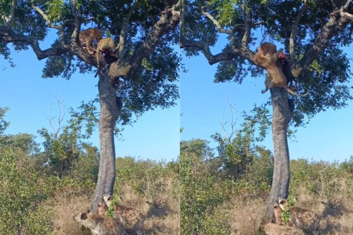 मांसाच्या तुकड्यासाठी भिडले 2 बिबट्या