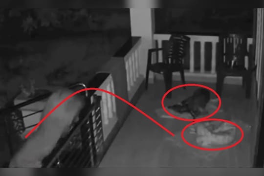 बिबट्याने लोखंडी गेटवरून घेतली झेप, कुत्र्याची शिकार करून झाला पसार; VIDEO VIRAL