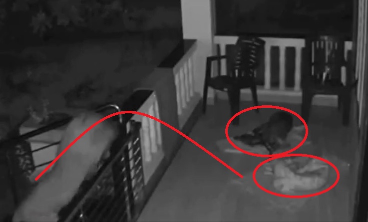 बिबट्याने लोखंडी गेटवरून घेतली झेप, कुत्र्याची शिकार करून झाला पसार; VIDEO VIRAL