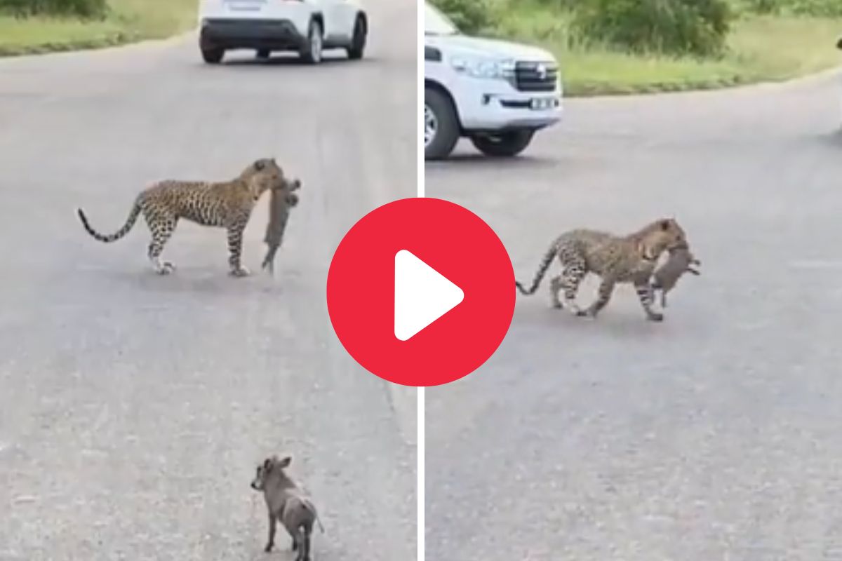 बिबट्याने केली रानडुकराची शिकार