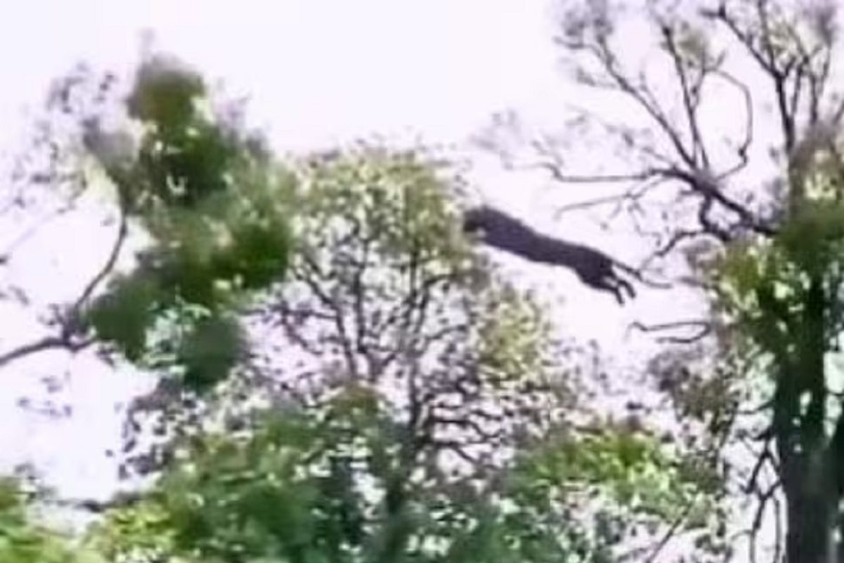 बिबट्याने हवेत केली शिकार (फोटो - ट्विटर व्हिडीओ ग्रॅब)