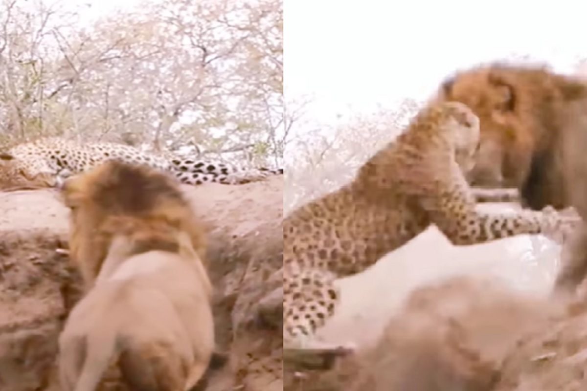 बिबट्यावर सिंहाचा हल्ला