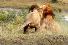 एका सिंहिणीसाठी भिडले 2 बलाढ्य सिंह; VIDEO चा शेवट अतिशय धक्कादायक