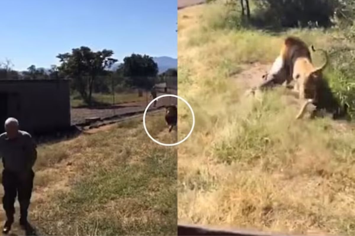 सिंहाचा व्यक्तीवर हल्ला