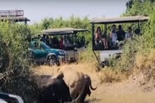 VIRAL VIDEO - एकटी समजून म्हशीवर हल्ला; पण असं काही घडलं की सिंह धूम ठोकून पळाला