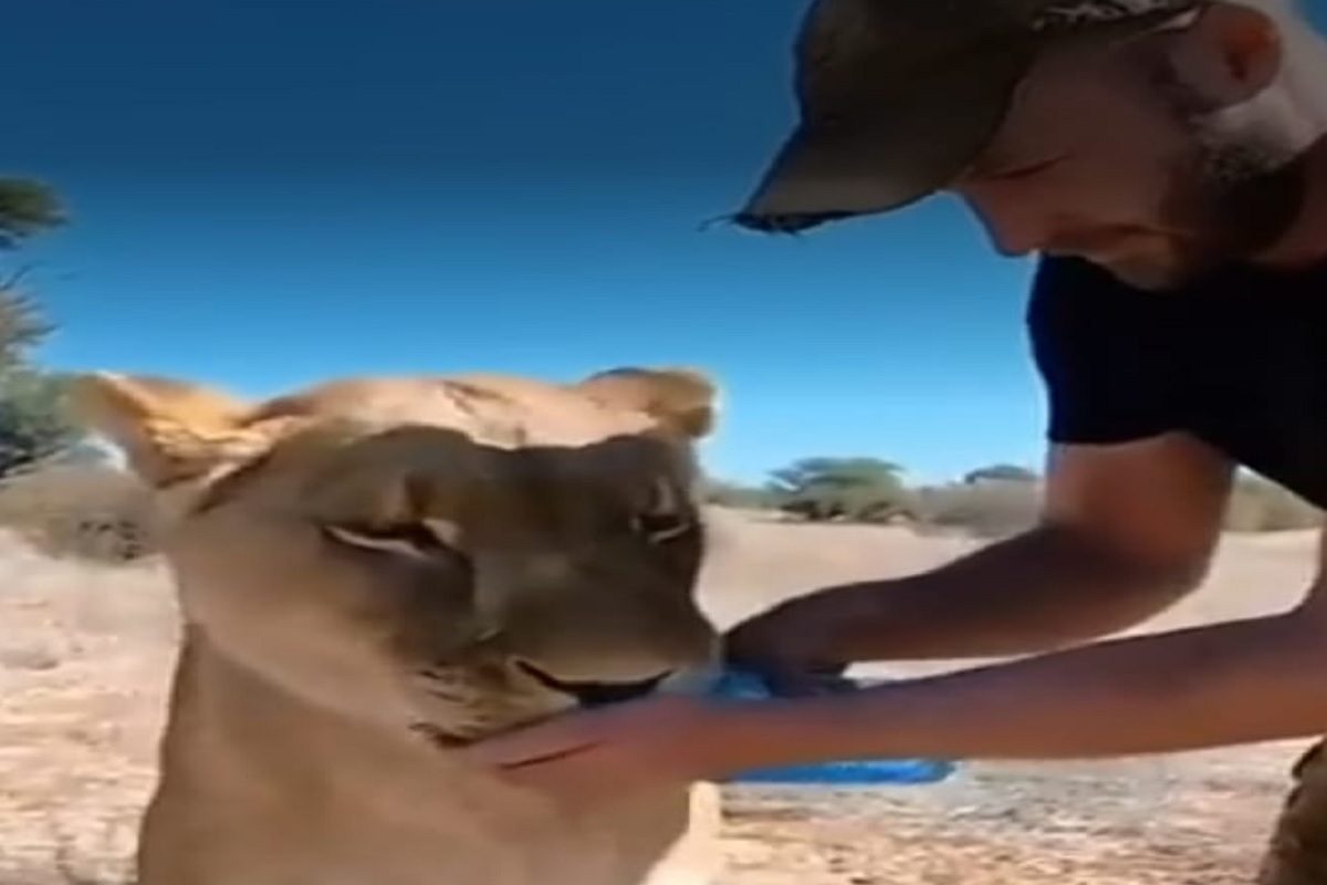 माणसाने सिंहाला पाजलं पाणी