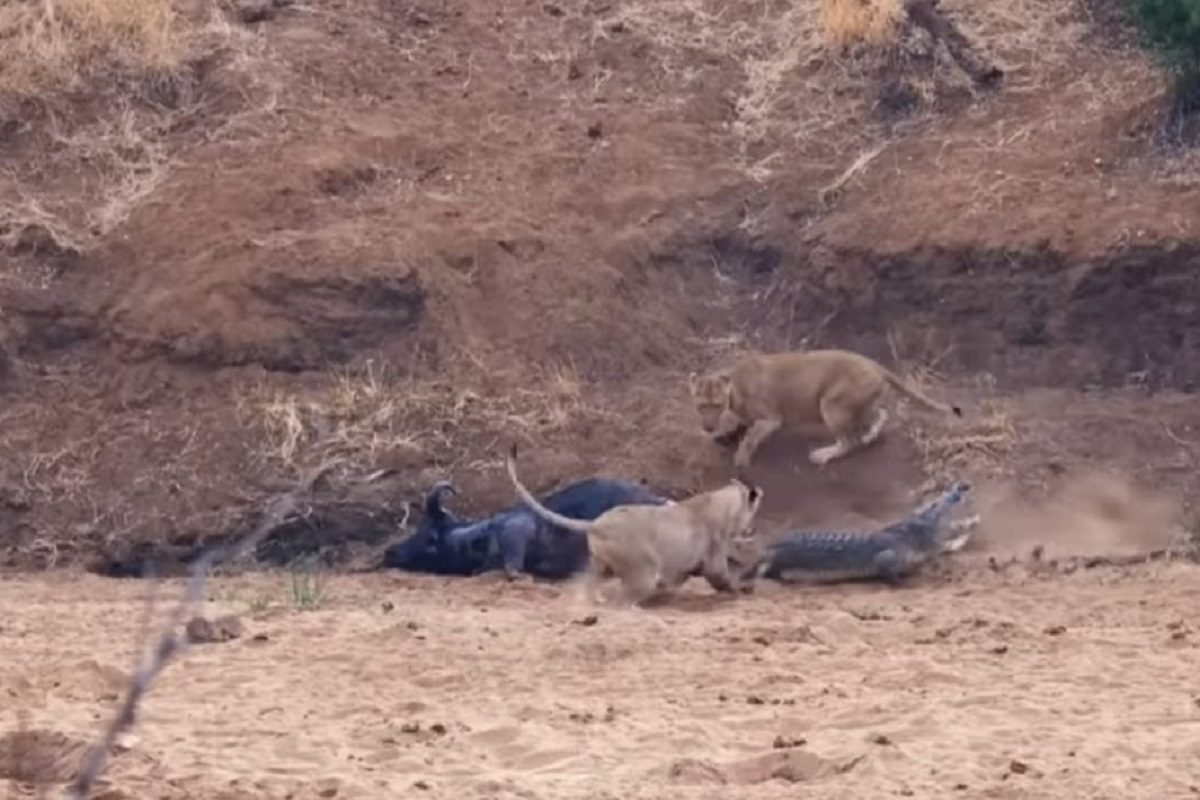 सिंह आणि मगरीची फायटिंग. (फोटो - युट्युब व्हिडीओ ग्रॅब)
