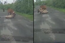 सिंहिणीच्या हल्ल्यातून गाईला वाचवण्यासाठी शेतकरी दगड घेऊन पुढे आला अन्..., Video