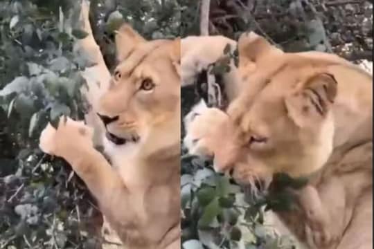 झाडाची पानं खाताना दिसला सिंह