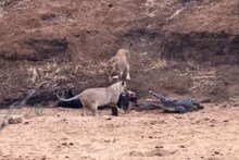 सिंहिणींची शिकार चोरण्यासाठी पोहोचली मगर; इतक्यात शिकारी पोहोचले अन्.., VIDEO