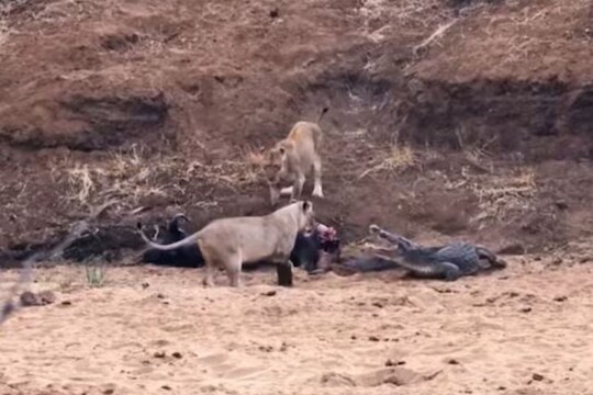 मगर आणि सिंहिण शिकारीसाठी भिडले