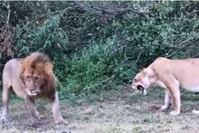 VIDEO - छाव्यांच्या शिकारीला आला सिंह; पण सिंहिणीच्या डरकाळीनेच धूम ठोकून पळाला