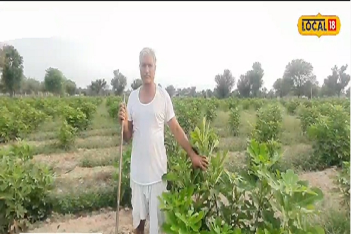 अंजीरच्या पिकामुळे शेतकरी झाला श्रीमंत, 20 बिघा शेतीतून कमावले तब्ब्ल 24 लाख रुपये