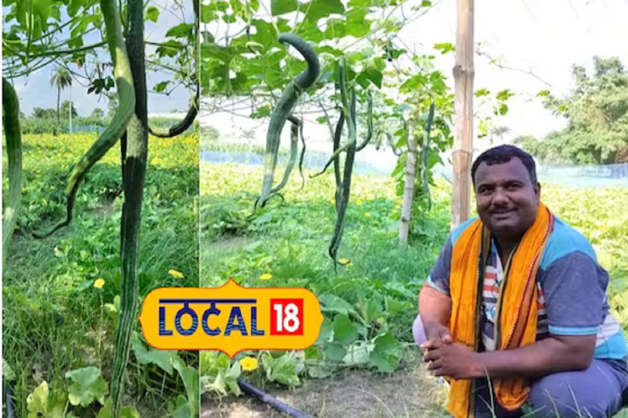 सापासारखी दिसणारी ही भाजी, चव आणि प्रोटीनने आहे भरपूर