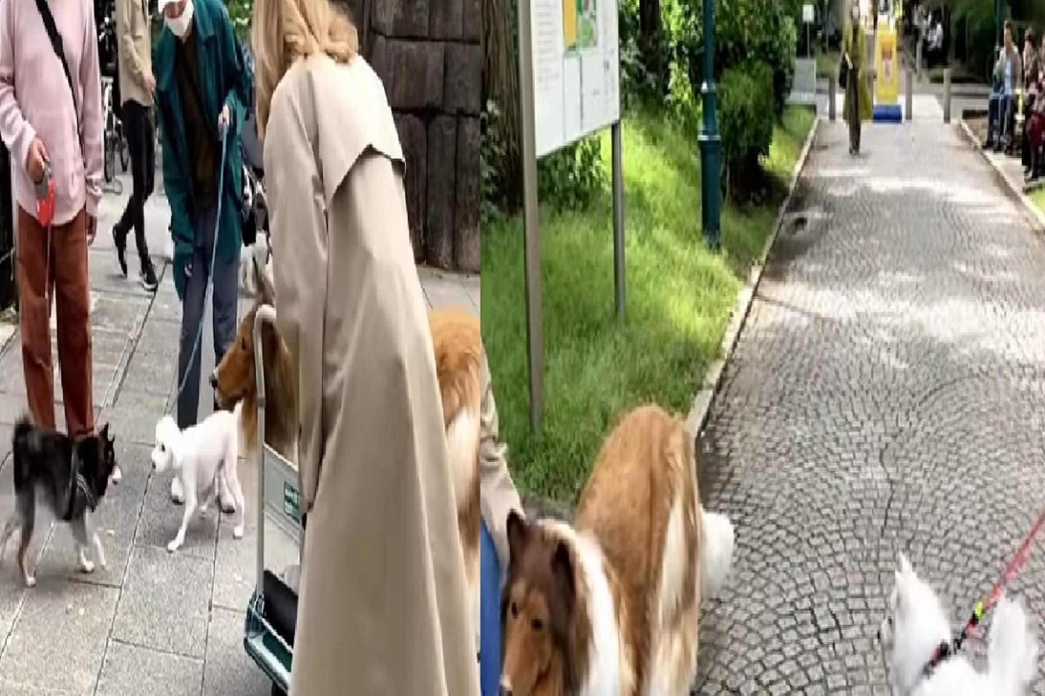 VIDEO- लाखो रु. खर्चून माणूस बनला डॉग; पहिल्यांदाच खऱ्या श्वानांसमोर गेला अन्...