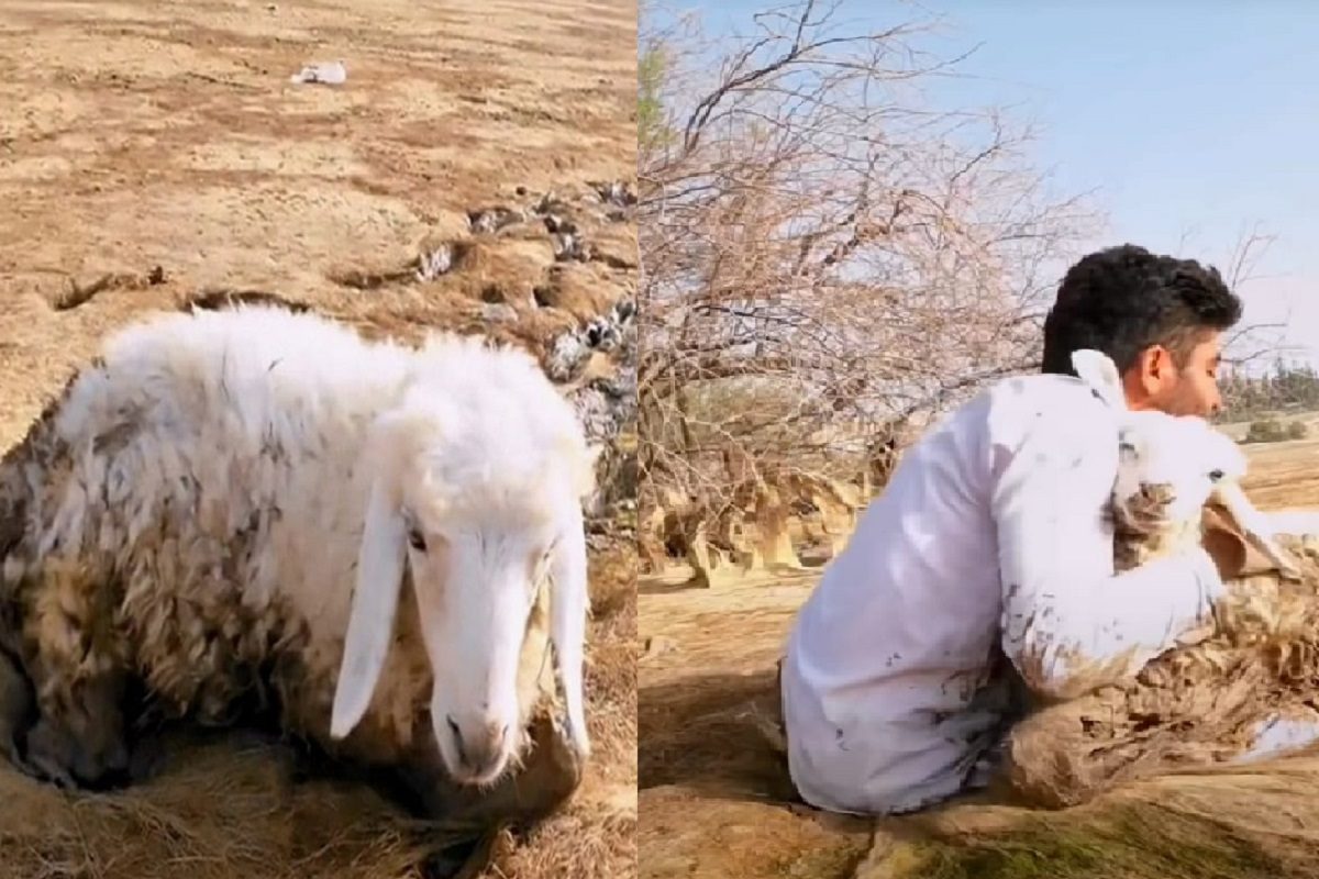 मेंढीला दलदलीतून वाचवणारा देवदूत.