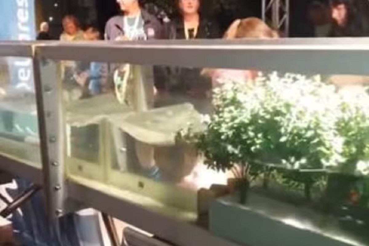 फोटो - ट्विटर व्हिडीओ ग्रॅब