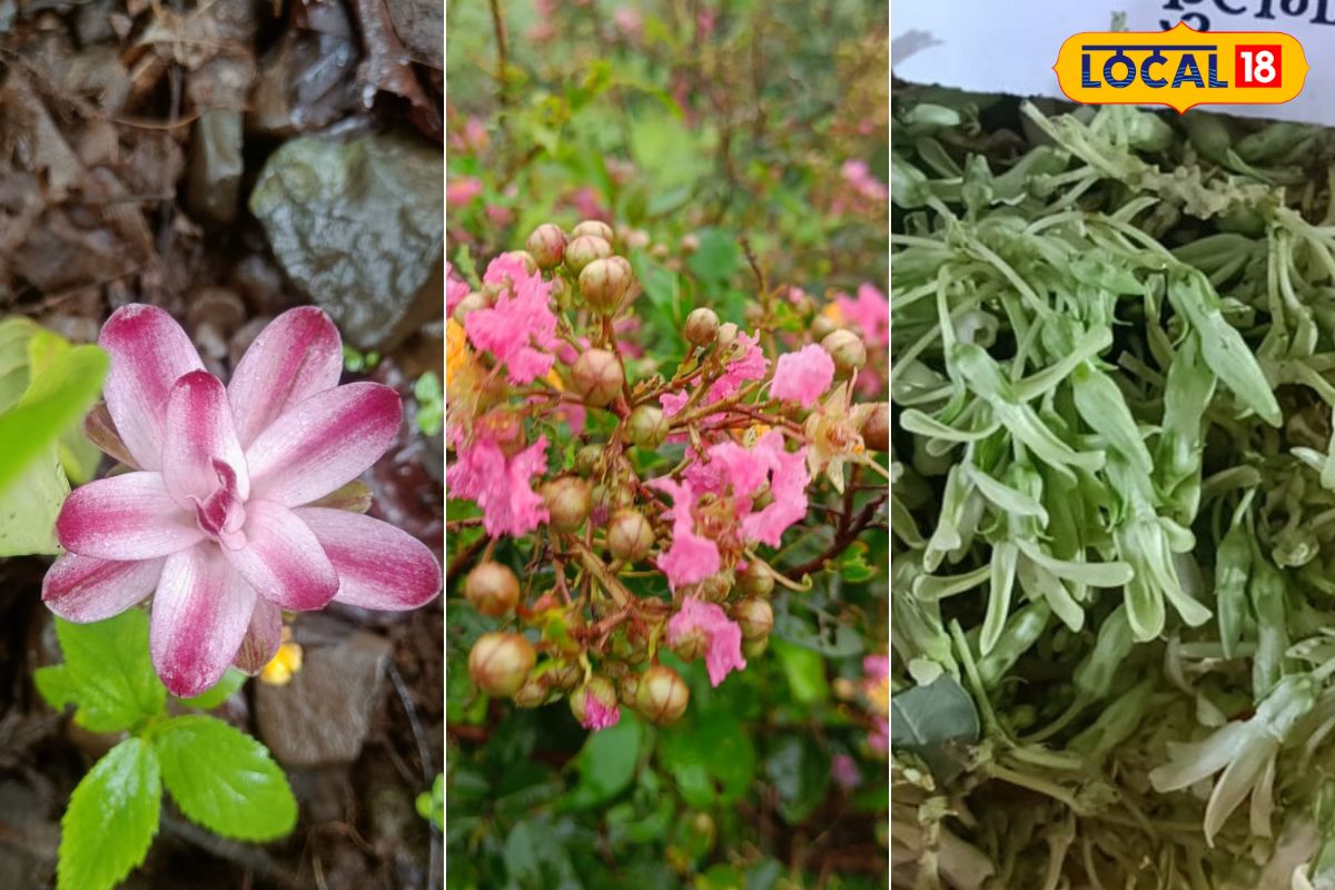 जंगलात वाढतात या रानभाज्या आणि औषधी वनस्पती, आरोग्यासाठी आहे फायदेशीर Video