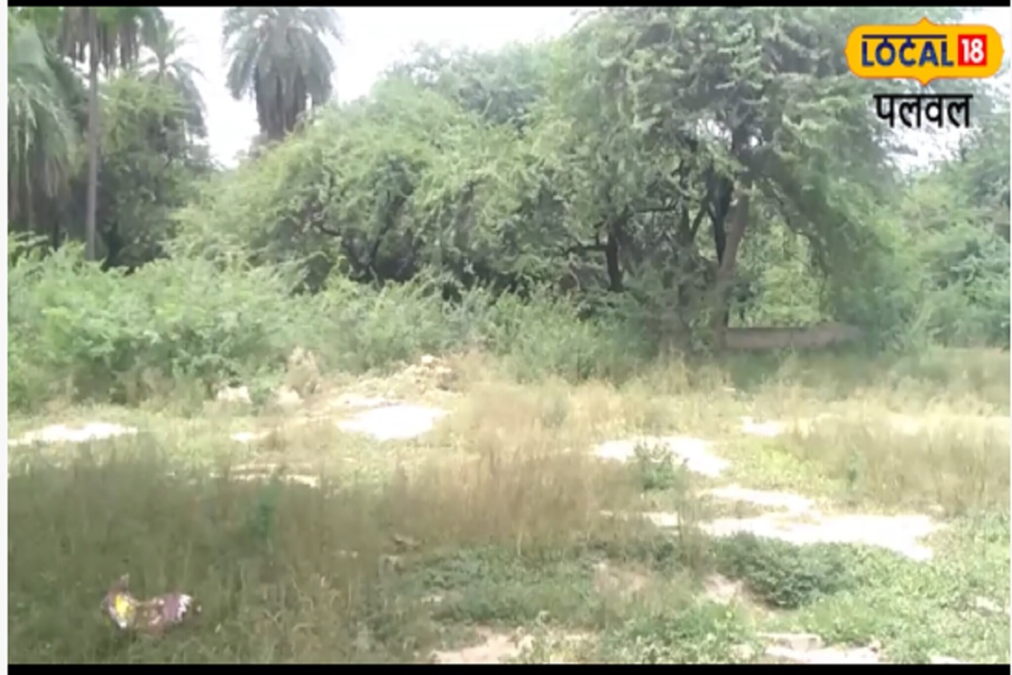 एक रहस्यमयी जंगल, जेथील झाडांचे लाकूड मानले जाते अशुभ