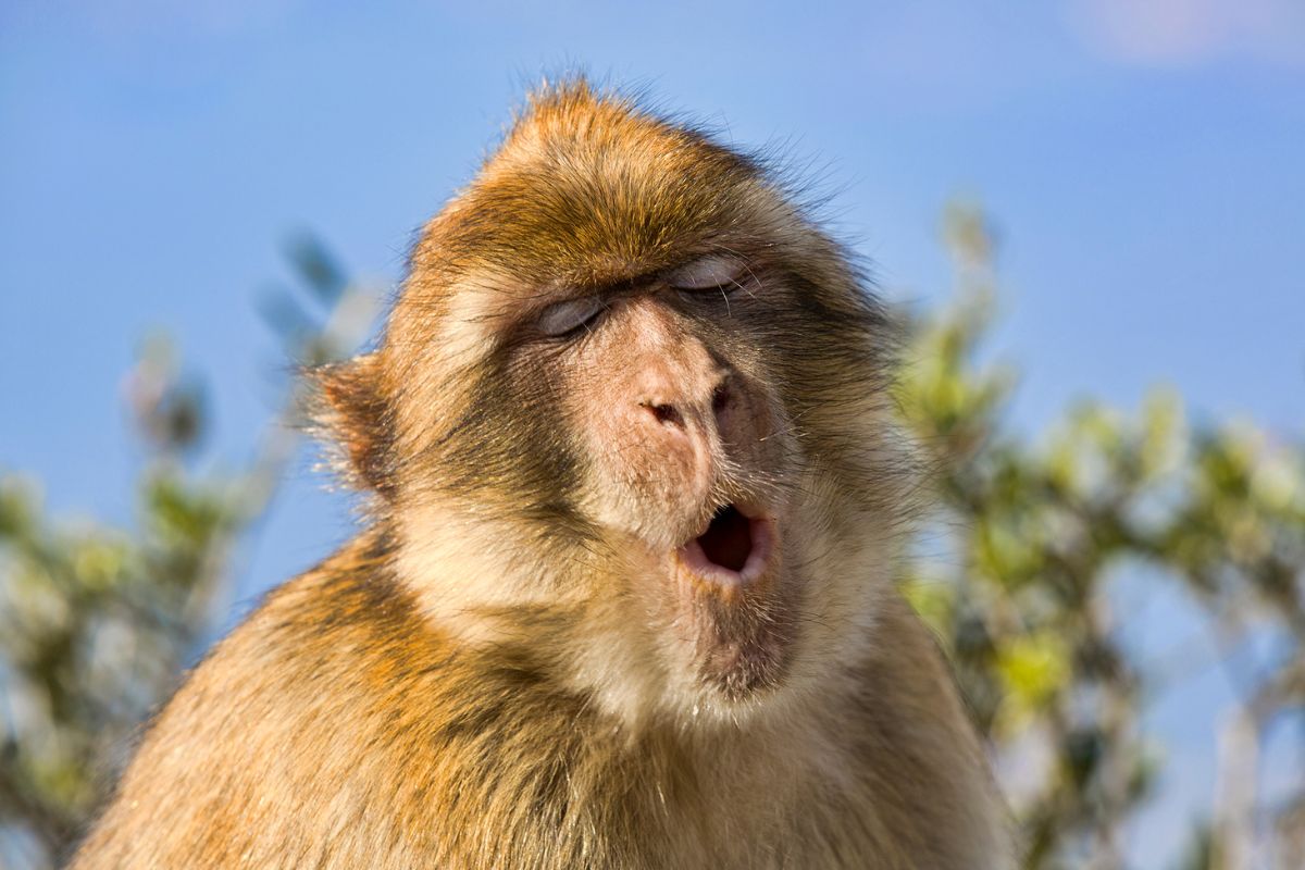 माकडाचा लोकांवर हल्ला