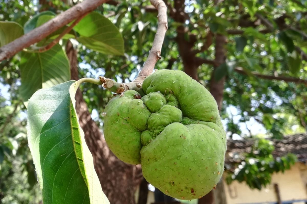 Monkey Jack : आकारावर जाऊ नका, आरोग्यासाठी चमत्कारिक आहे हे फळ! फायदे वाचून व्हाल आवाक्