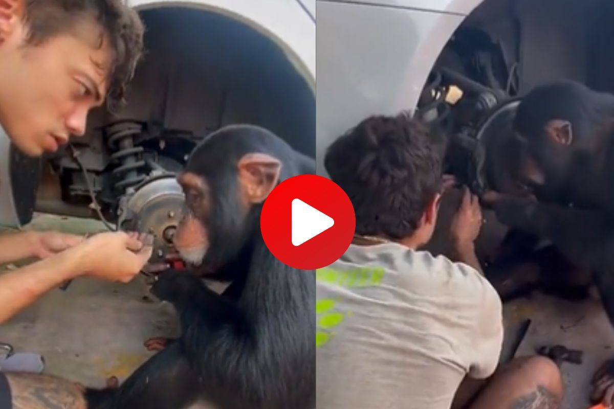 व्हायरल व्हिडीओ