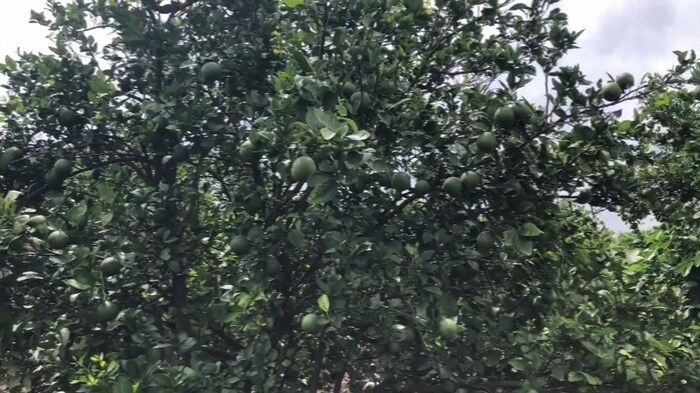 यंदा मान्सून जवळपास महिनाभर लांबला. त्यामुळे मृग बहराचं शेतकऱ्याचं गणित चुकलं. मोसंबीच्या बागा फुटलेल्या नाहीत हे खरंय. पण, मोसंबी दरावर अनेक घटक परिणाम करत असतात. आपल्या मोसंबीला इतर राज्यात मोठी मागणी असते. 