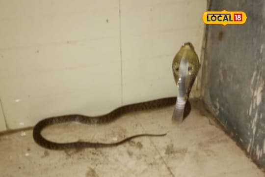 Mumbai News : राज्याच्या राजधानीत कोणत्या सापांचा आहे वावर? पावसाळ्यात अशा जागी बसतात लपून!