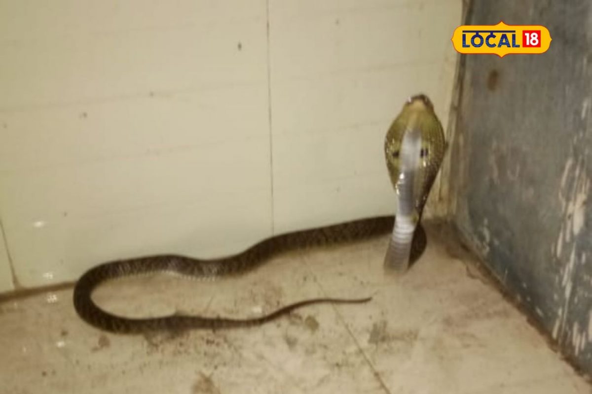 Mumbai News : राज्याच्या राजधानीत कोणत्या सापांचा आहे वावर? पावसाळ्यात अशा जागी बसतात लपून!
