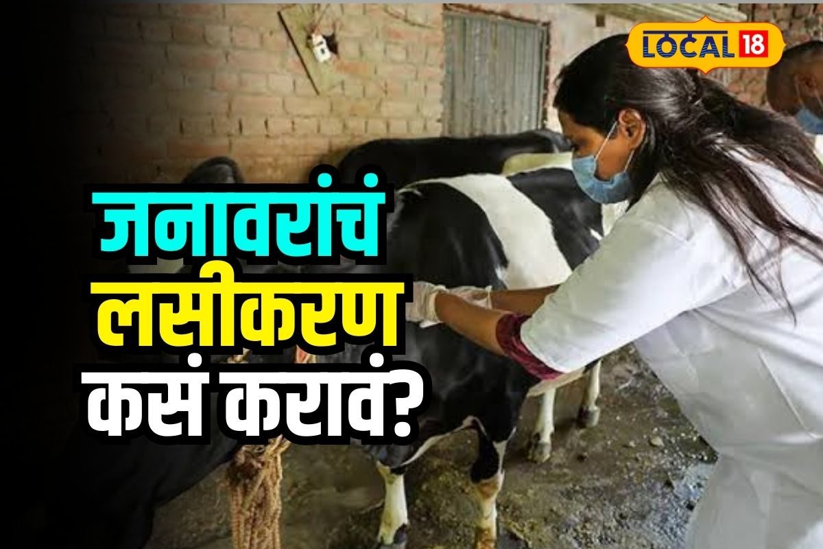 Nagpur News : पावसाळ्यात जनावरांचं कसं करायचं लसीकरण? जाणून घ्या ही महत्वाची माहिती Video