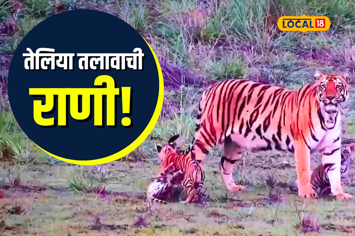 Nagpur News: आई असावी 'सोनम'सारखी, बछड्यांसाठी तिने बिबट्याला ठार मारलं, बच्चे कंपनी सोबतचा पहिला VIDEO