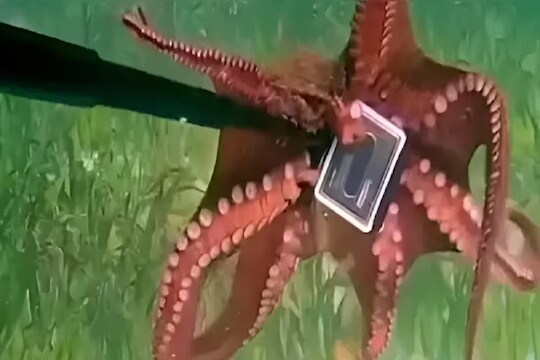 कॅमेऱ्यासोबत ऑक्टोपस (युट्यूब व्हिडीओ ग्रॅब)