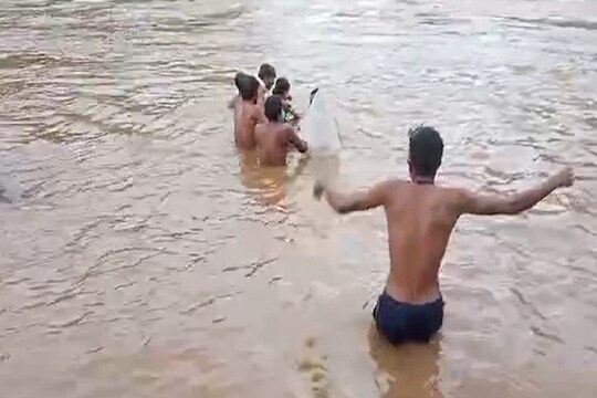 नदीवर पूल नाही, पालघरमध्ये गर्भवतीला पुराच्या पाण्यातून नेले रुग्णालयात; धक्कादायक VIDEO समोर