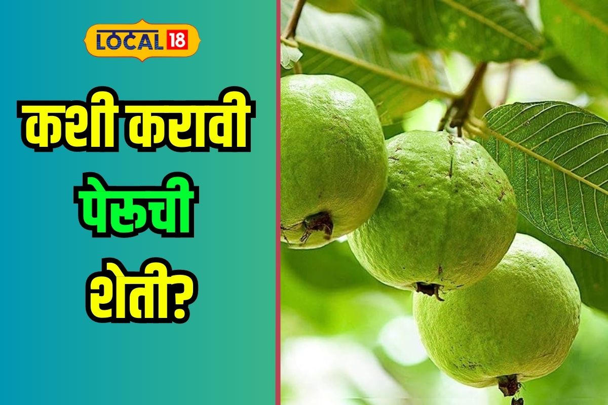 कमी खर्चात लाखोंचा नफा; भरघोस उत्पन्न देणाऱ्या पेरू शेतीचे लागवड तंत्र