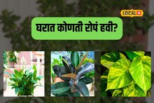 घरात ठेवा ‘ही’ रोपं, शांती येईल आणि संपत्ती सुद्धा होईल वाढ, Video