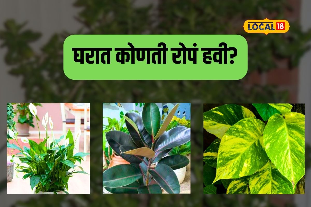 Vastu Tips : घरात ठेवा ‘ही’ रोपं, शांती येईल आणि संपत्ती सुद्धा होईल वाढ, Video