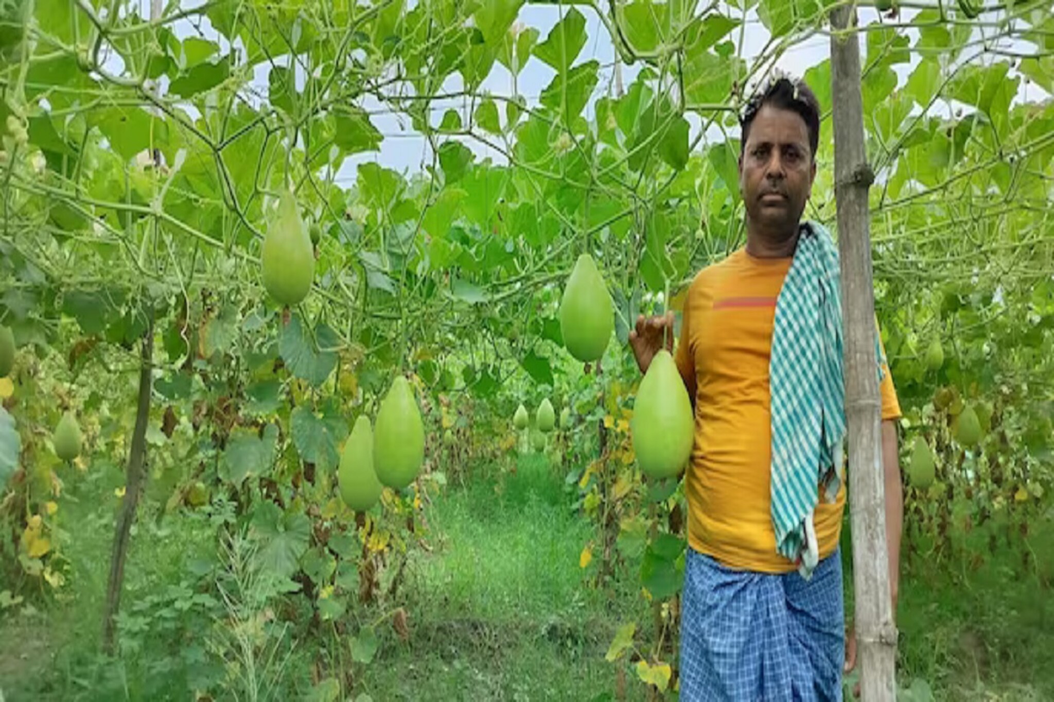 भोपळ्याच्या लागवडीतून शेतकरी महिन्याला कमावतोय 60 हजार, पाहा किती येतो खर्च