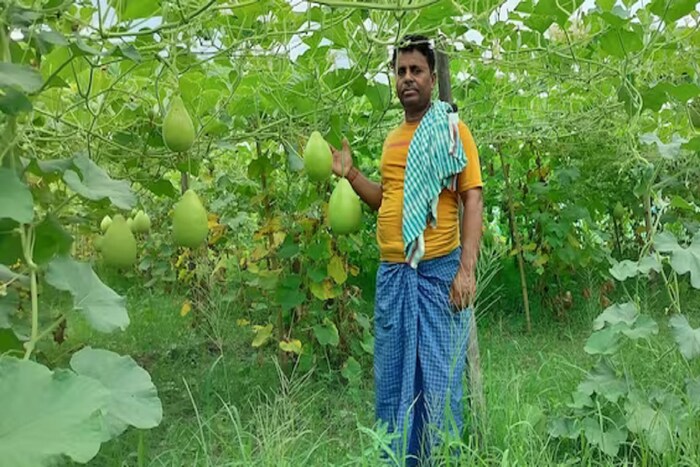 भोपळ्याच्या लागवडीसाठी शेतकरी यादव हे बियाणे एप्रिल महिन्यातच पेरतात.