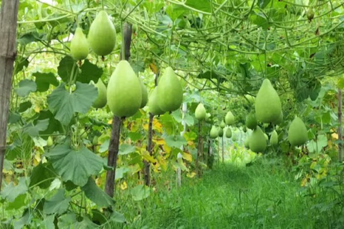भोपळ्याच्या लागवडीचे प्रामुख्याने 2 ऋतू असतात, एक श्रावण महिन्यात आणि दुसरा कार्तिक महिन्यात. या दोन हंगामात भोपळ्याचे उत्पादन मोठ्या प्रमाणावर होते.